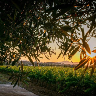 Visita a Bodegas Ángel con Cata de Vino (Santa María del Camí, Mallorca)