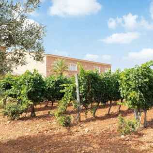 Visita a Bodegas Ángel con Cata de Vino (Santa María del Camí, Mallorca)