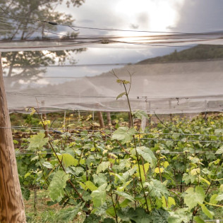 Visita a Bodegas Bal Minuta y Cata de Vinos para dos (Huesca)