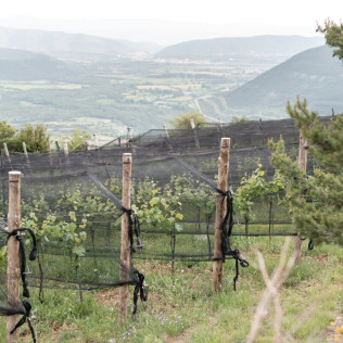 Visita a Bodegas Bal Minuta y Cata de Vinos para dos (Huesca)