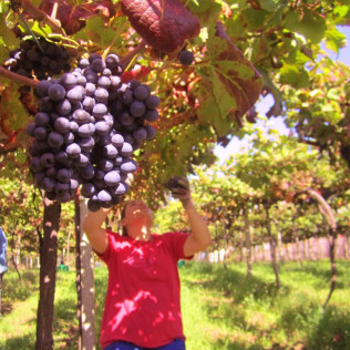 Visita a Viñedos y Bodegas Señorío de Rubiós con Cata y Circuito Termal en Balneario de Mondariz para dos (Pontevedra)