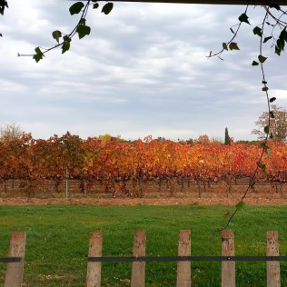 Visita Privada y Cata de Vino con Maridaje en Bodega y Viñedos Martín Berdugo (Aranda de Duero, Burgos)