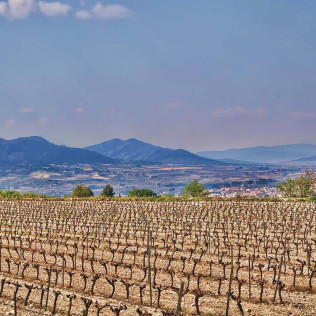 Visita a Bodegas Bocopa con Cata de Vinos y Tapa para dos (Alicante)