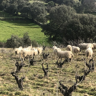 Visita a Bodegas Canopy y Cata de Vinos con Aperitivo y Spa en Hotel Beatriz Toledo Auditorium & Spa 4* para dos (Toledo)