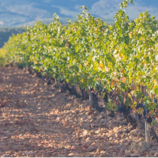 Corral Experience: Visita a Bodegas Corral y a Viñedos con Cata de Vinos y Aperitivo (Navarrete, La Rioja)