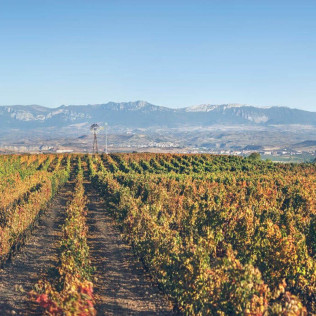 Corral Experience: Visita a Bodegas Corral y a Viñedos con Cata de Vinos y Aperitivo (Navarrete, La Rioja)