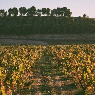 Visita a Tovar Bodega de Bodegas con Cata de Vinos y Comida para dos (Trigueros del Valle, Valladolid)