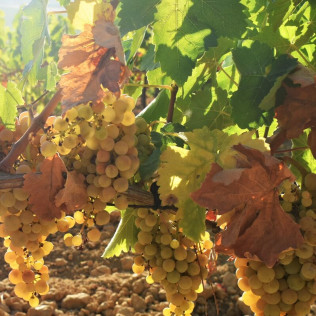 Visita a Bodegas Iglesias, Cata de Vinos y Aperitivo para dos (Bolullos, Huelva)