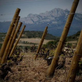 Visita a Bodega y Cata de Vinos Ecológicos y Biodinámicos para dos en Bodegas Laukote (Laguardia, Álava)