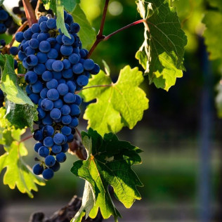 Visita a Bodega y Cata de Vinos para dos en Bodegas Licina (Morata de Tajuña, Madrid)