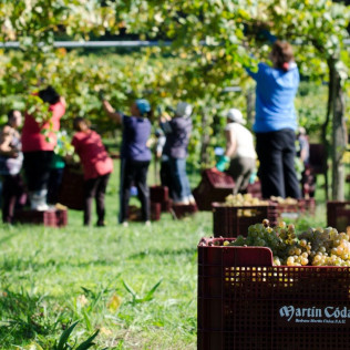 Visita a Bodegas Martín Códax con Cata de Vinos y Spa para dos (Pontevedra)