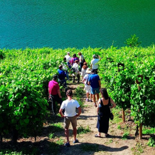 Visita a Bodega, Paseo por las Viñas, Cata de Vinos y Tapa en Ronsel Do Sil (Parada do Sil, Ourense)