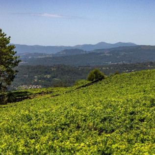 Visita a Viñedos y Bodegas Señorío de Rubiós con Cata de Vinos para dos (As Neves, Pontevedra)