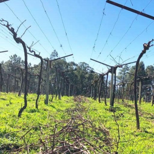 Visita a viñedos y bodegas Señorío de Rubiós con cata de vinos para dos (As Neves, Pontevedra)