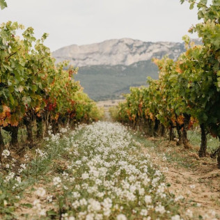 Visita con Cata de Vinos en Bodegas Solar de Samaniego (Laguardia, Álava)