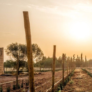 Cata de Vino en Bodega SON PRIM (Sencelles, Mallorca)