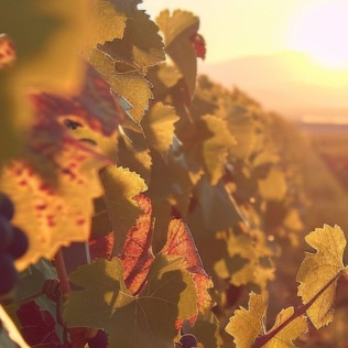 Cata de Vino en Bodega SON PRIM (Sencelles, Mallorca)