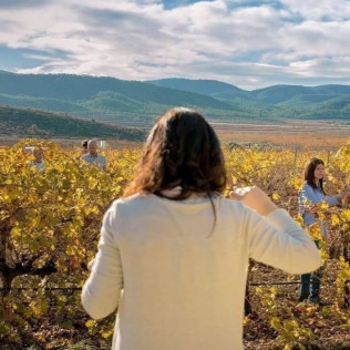 Visita a Bodegas Francisco Gómez y Museo del Aceite con Cata de Vinos, Aceite y Embutidos Ibéricos para dos (Villena, Alicante)