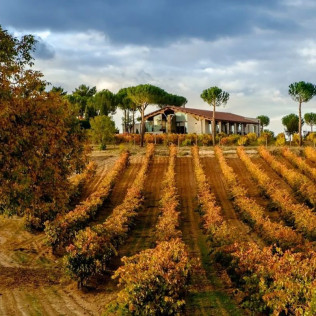 Visita a Bodegas Viña Pedrosa con Cata de Vinos para dos (Pedrosa de Duero, Burgos)