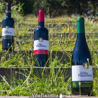 Visita Guiada a Bodegas Viña Placentina con Cata de 2 Vinos y Tapas para dos (Plasencia, Cáceres)