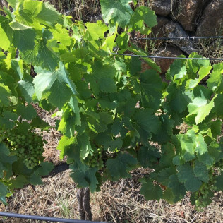 Visita Guiada a Bodegas Viña Placentina con Cata de 2 Vinos y Tapas para dos (Plasencia, Cáceres)