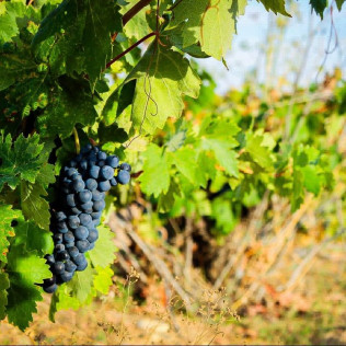 Visita "Conoce Legado de Orniz" con Degustación de Vinos para dos (San Román de Hornija, Valladolid)