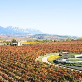 Degustación de Vino con Entrada y Visita Guiada al Museo Vivanco de la Cultura del Vino en BODEGAS VIVANCO (Briones, La Rioja)