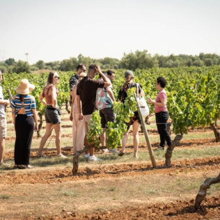 Brunch Entre Viñas: Visita a los Viñedos y Brunch en Finca Mas Perdut (Santa Oliva, Tarragona)