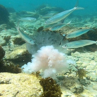 Bautismo de Buceo (Tarifa, Cádiz)