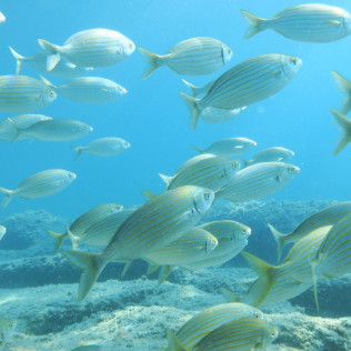 Iniciación de Buceo con Reportaje Fotográfico para dos: Discover Scuba Diving (Calpe, Alicante)