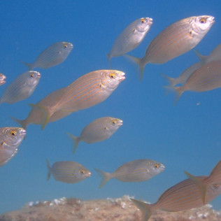 Bautismo de Buceo en Cala Gogo (Sant Antoni de Calonge, Costa Brava)