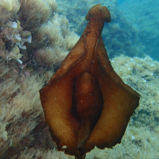Bautismo de Buceo en Cala Gogo (Sant Antoni de Calonge, Costa Brava)
