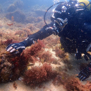 Bautismo de Buceo con Fotos en Isla de Mouro (Santander, Cantabria)