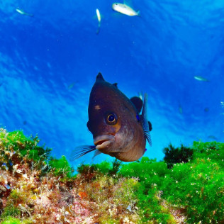 Bautismo de Buceo en Playa Chica del Puerto del Carmen (Lanzarote)