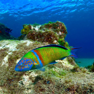Bautismo de Buceo en Playa Chica del Puerto del Carmen (Lanzarote)