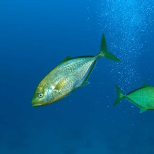 Bautismo de Buceo (Málaga)