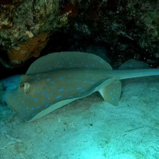 Bautismo de Buceo (Málaga)
