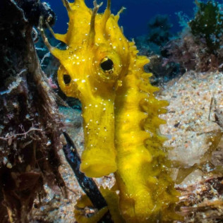 Descubre el  Buceo PADI para dos (Tossa de Mar, Girona)