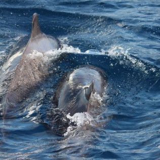 Bautismo de Buceo con Fotos y Vídeos (San Andrés, Tenerife)