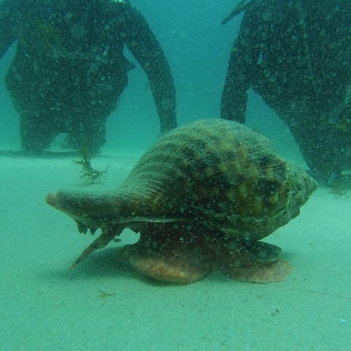Bautismo de Buceo en Tarifa o La Caleta (Cádiz)