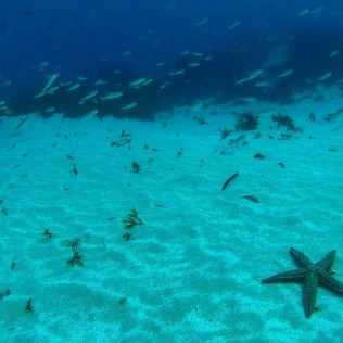 Bautismo de Buceo en Tarifa o La Caleta (Cádiz)