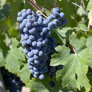 Visita Guiada a Bodega Jaume Serra con Cata de Cavas (Vilanova i la Geltrú, Barcelona)