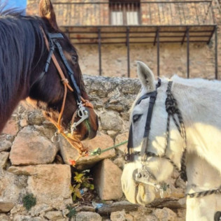 Ruta a Caballo y Clase de Iniciación Ecuestre (Colladillo, Segovia)
