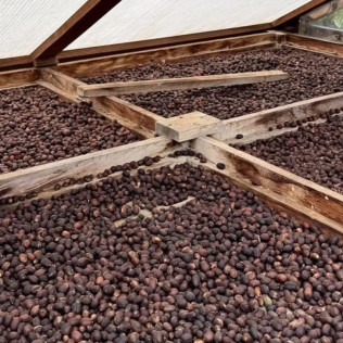 Tour y Degustación en Plantación de Café de Finca Los Castaños (Agaete, Las Palmas)