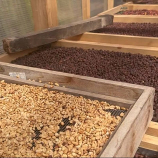 Tour y Degustación en Plantación de Café de Finca Los Castaños (Agaete, Las Palmas)