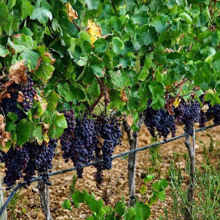 Visita Guiada y Cata de Vinos en Bodega Can Morgan (Mallorca)