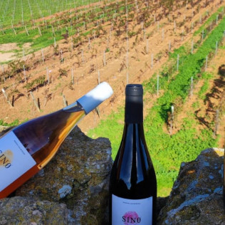 Visita Guiada y Cata de Vinos en Bodega Can Morgan (Mallorca)