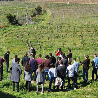 Visita a Celler Can Suriol con Cata de Vino, Cava y Aceite de Oliva para dos (Font-rubí, Barcelona)