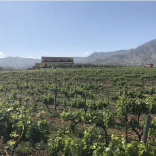 Escapada con Desayuno en Casa Rural Aloe Vera y Visita a Bodegas Perfer con Cata de Vinos y Aperitivos (Almería)