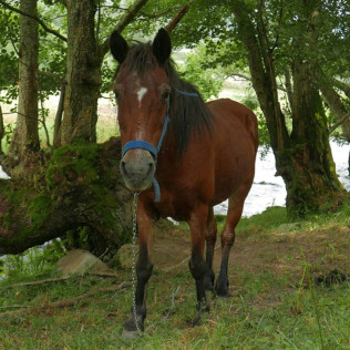 Actividad Familiar: Granjero por un Día en Casa Martín (Fondos de Vega, Asturias)